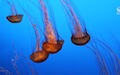 Jellyfish